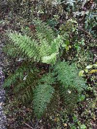 Leptopteris hymenophylloides image