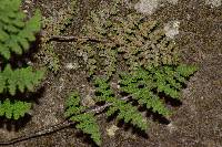 Myriopteris myriophylla image