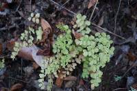 Adiantum jordanii image