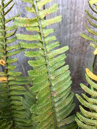 Nephrolepis cordifolia image