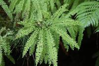 Adiantum aleuticum image