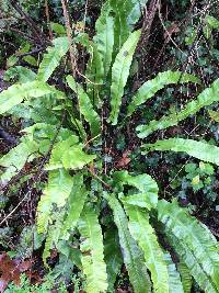 Asplenium scolopendrium image