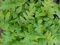 Polypodium californicum image