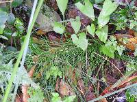 Equisetum telmateia image