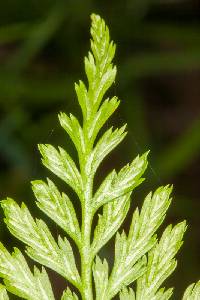 Asplenium adiantum-nigrum image