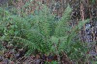 Polystichum setiferum image