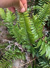 Blechnum punctulatum image