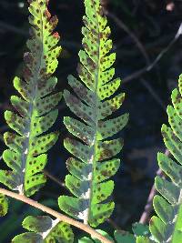 Dryopteris celsa image