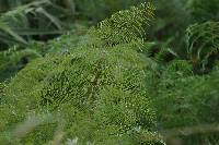 Pteridium caudatum image