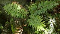 Diploblechnum fraseri image