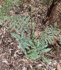 Dicksonia squarrosa image