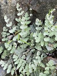 Myriopteris newberryi image