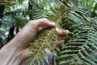 Dicksonia antarctica image