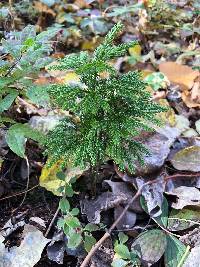 Dendrolycopodium dendroideum image