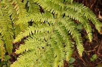 Polystichum pungens image