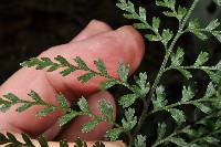 Asplenium hookerianum image