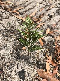 Pteridium esculentum image