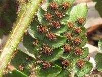 Dryopteris setosa image