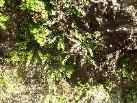 Adiantum deltoideum image