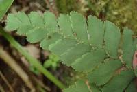 Adiantum cunninghamii image