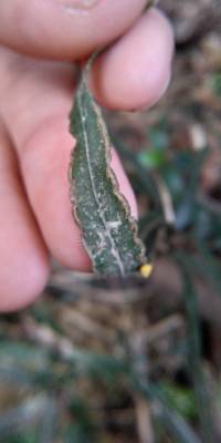 Pteris ensiformis image