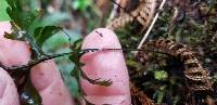 Hymenophyllum dilatatum image