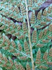 Polystichum dudleyi image