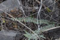 Astrolepis cochisensis image