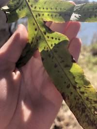 Phlebodium aureum image