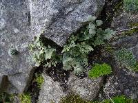 Asplenium ruta-muraria image