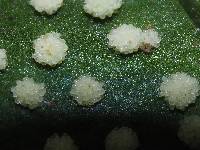 Tricholepidium superficiale image