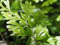 Hymenophyllum tunbrigense image