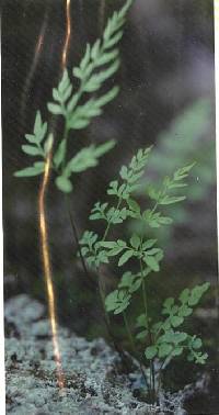 Cryptogramma stelleri image