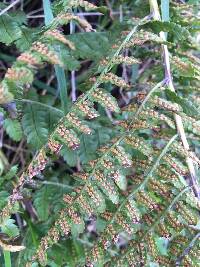 Dryopteris arguta image