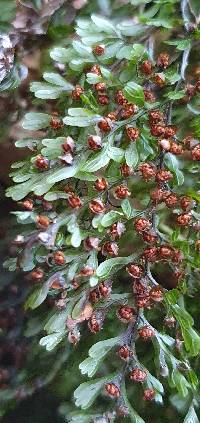 Hymenophyllum sanguinolentum image