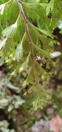 Hymenophyllum demissum image