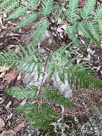 Pteridium esculentum image