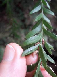 Tmesipteris tannensis image