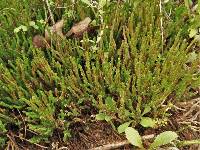 Selaginella arenicola subsp. riddellii image