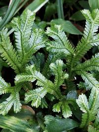 Selaginella doederleinii image