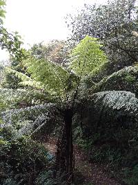 Alsophila spinulosa image