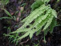 Adiantum aleuticum image