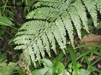 Asplenium bulbiferum image