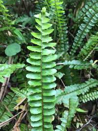 Nephrolepis cordifolia image