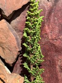 Cheilanthes hirta image