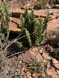 Cheilanthes hirta image