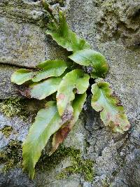 Asplenium scolopendrium image