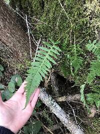 Polypodium glycyrrhiza image