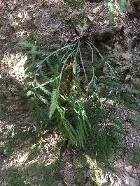 Asplenium flaccidum image