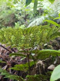 Lastreopsis hispida image